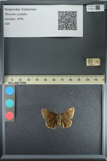 Media type: image;   Entomology 188667